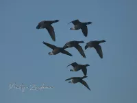 Eendvogels [Anseriformes]